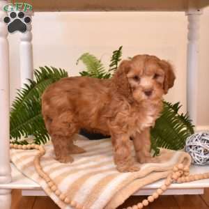Tucker, Cavapoo Puppy